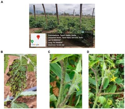 Deciphering the antiviral nature of endophytic Bacillus spp. against groundnut bud necrosis virus in cowpea and tomato